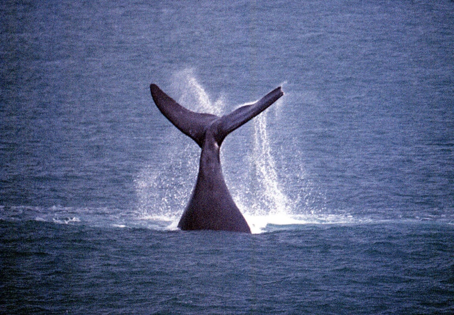 Tail of Wilma showing missing piece on left fluke