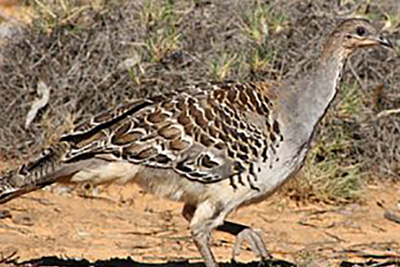 Mallee Fowl