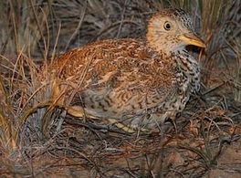 plains-wanderer