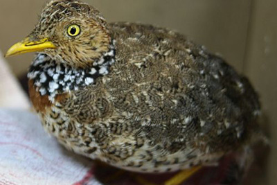 Plains-wanderer