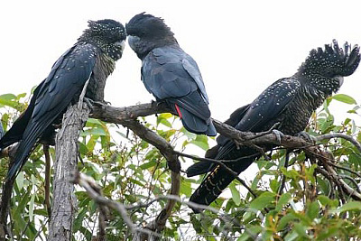 Red-tailed Black-Cockatoo