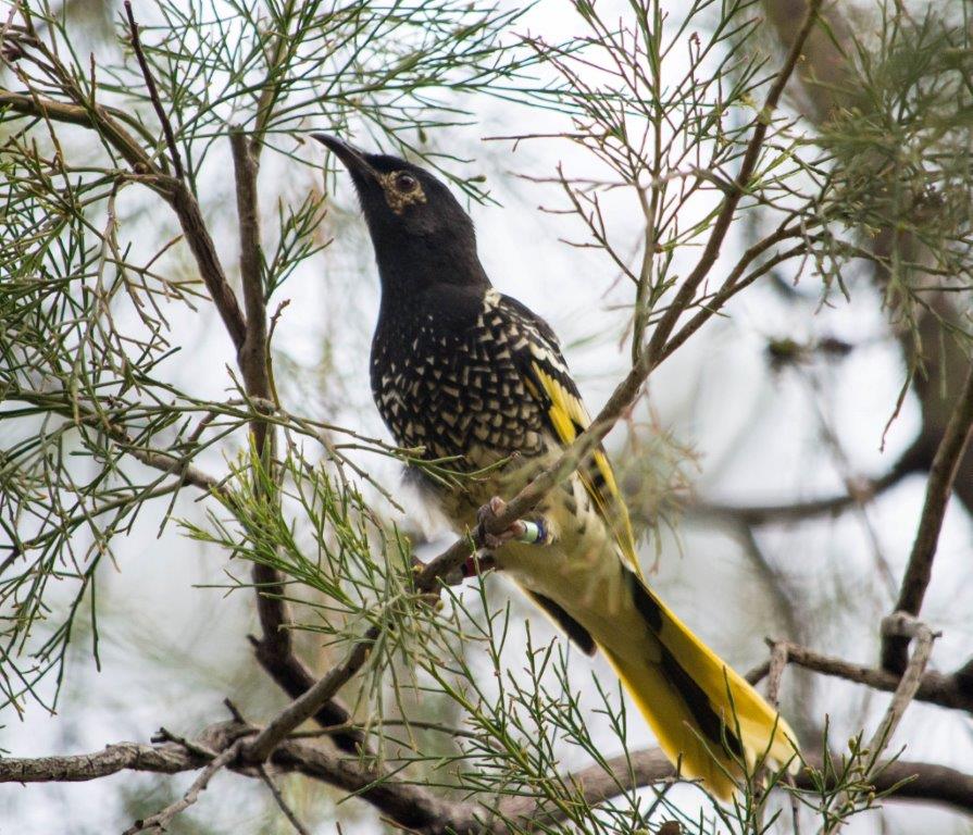 Regent Honeyeater