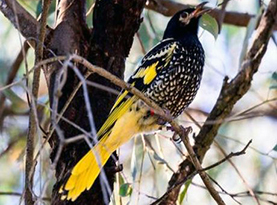 regent honeyeater