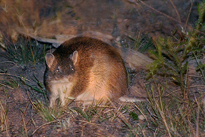 Southern Brown Bandicoot