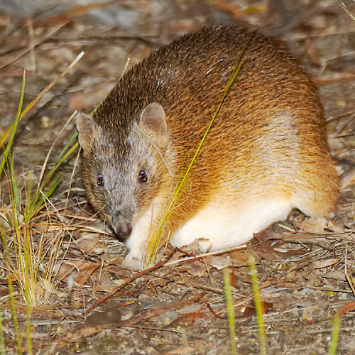 Southern Brown Bandicoot