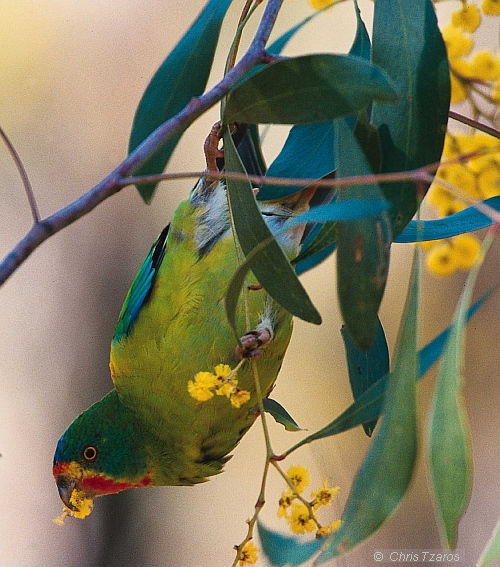 Swift Parrot