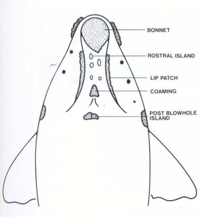 srw diagram