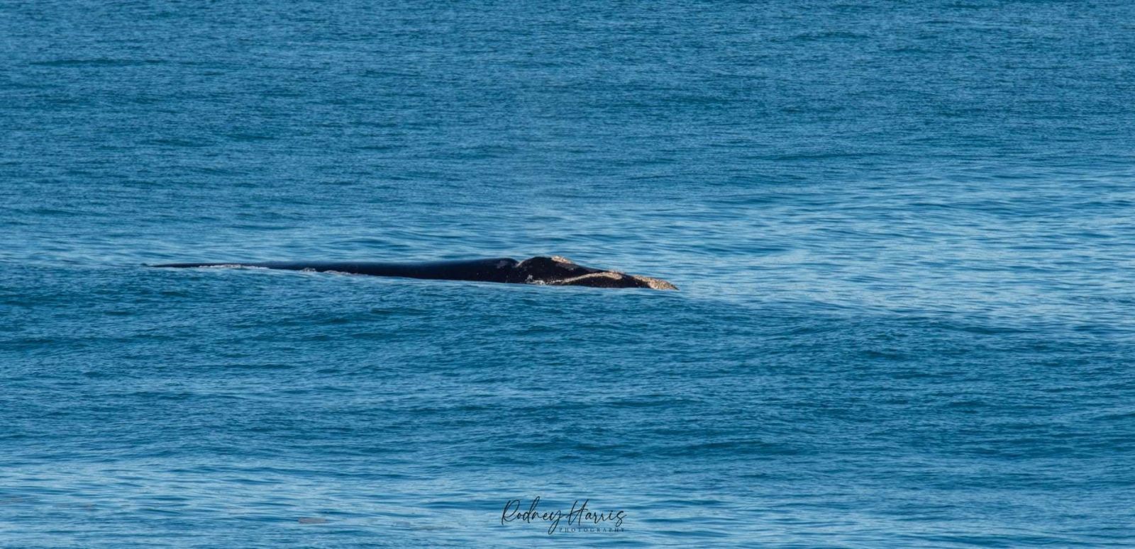 Whale sigthing - Rodney Harris