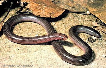 Woodland Blind Snake